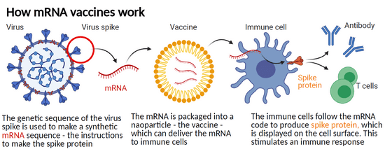 Image MRNA