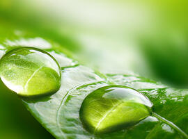 Water drops on a leaf