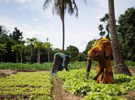 Two Women Farmers Weeding A Salad Garden In A West African Rural Community