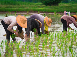 Cambodian-rice-field-workers-1000x667
