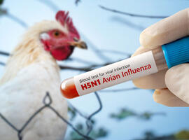 The concept of an avian flu pandemic. A test tube with a blood test for h5n1 avian influenza. Checking chicken for diseases.