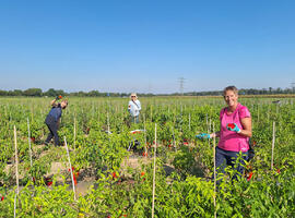 October 2024 SCOR Careers Blog Life At SCOR SCOR Sustainability Days article with three women in a field of tomatoes
