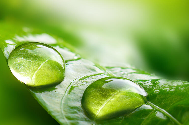 Water drops on a leaf