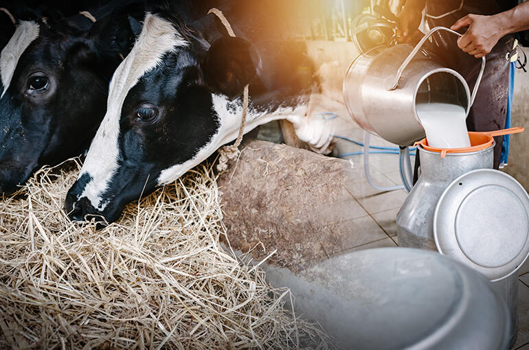 Launch of 'Heat Stress Protect' insurance to protect dairy income from  climate change | SCOR