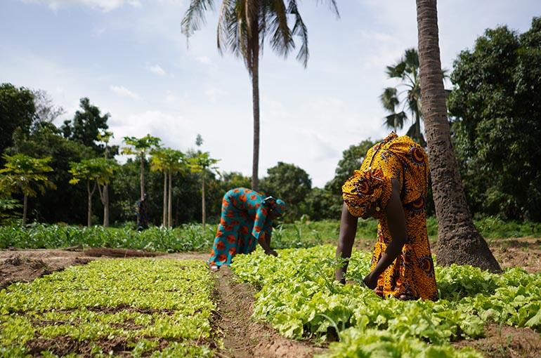 Two Women Farmers Weeding A Salad Garden In A West African Rural Community