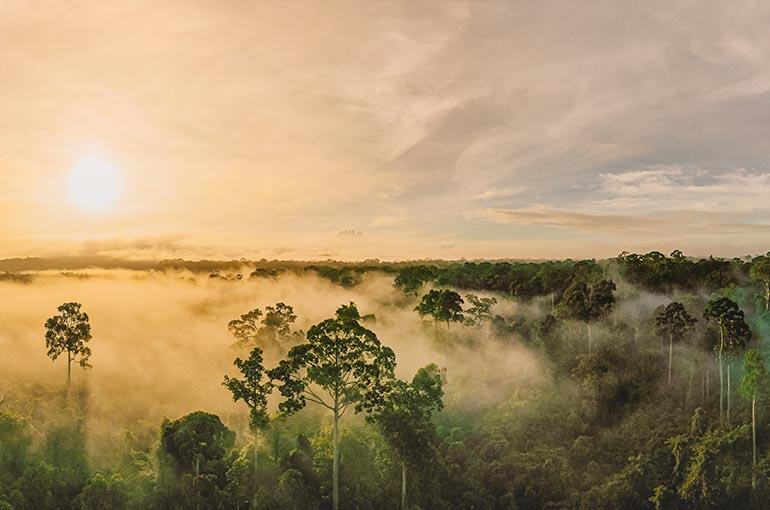 Sunrise over Borneo's forest