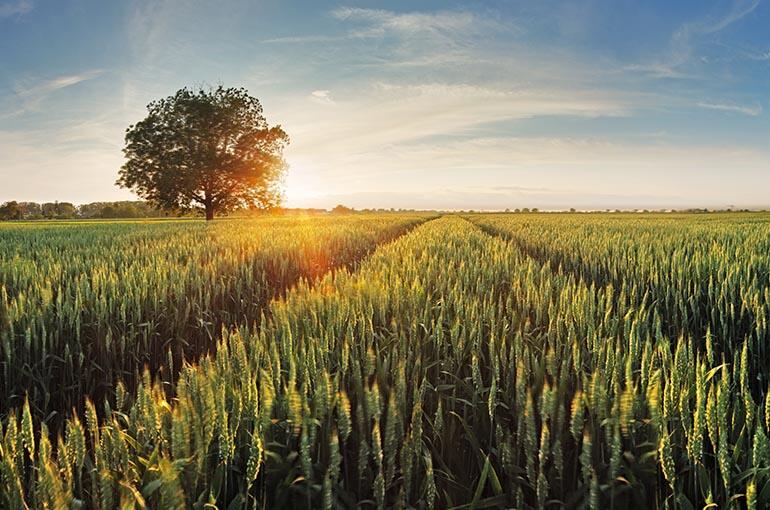 Wheat field