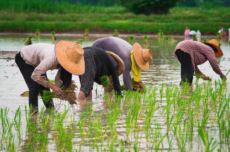 Cambodian-rice-field-workers-1000x667