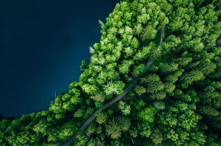 Arial view trees and lake