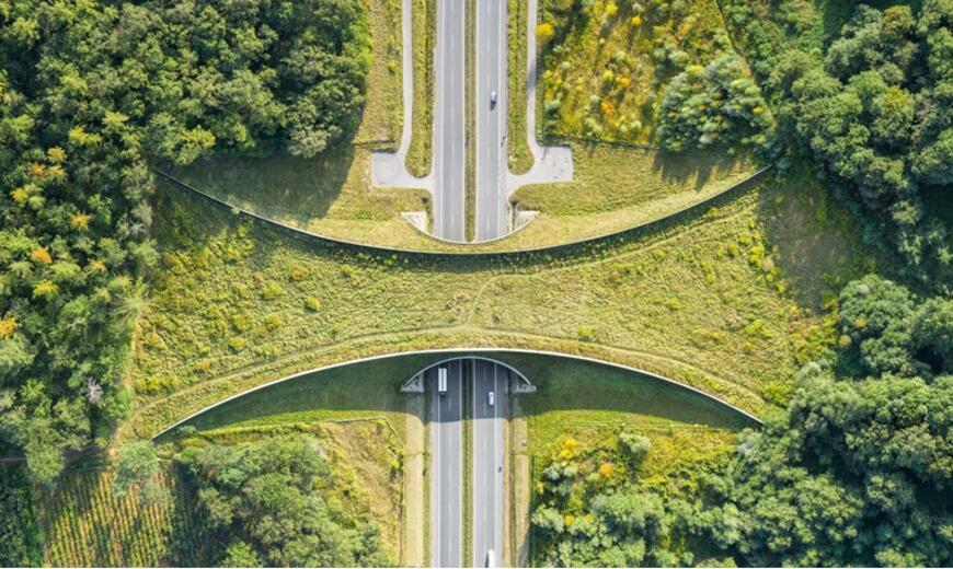 pont avec végétation