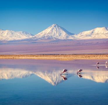 Flamingos in front of a mountain landscape