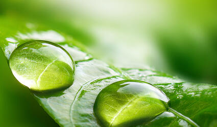 Water drops on a leaf