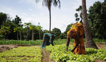 Two Women Farmers Weeding A Salad Garden In A West African Rural Community