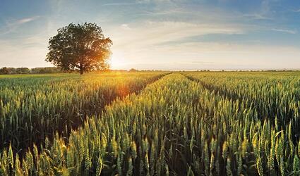 Wheat field