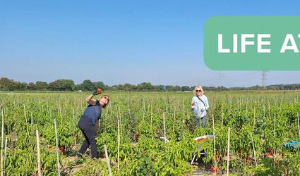 Three women in a field of tomatoes