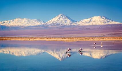 Flamingos in front of a mountain landscape
