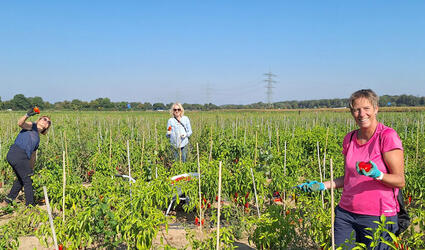 October 2024 SCOR Careers Blog Life At SCOR SCOR Sustainability Days article header image with three women in a field of tomatoes