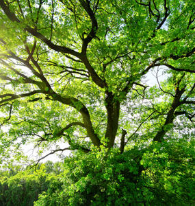 Sustainability_Poilicies_Publication