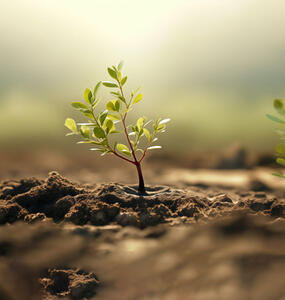 Small trees growing up from the soil